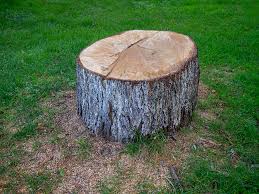Best Firewood Processing and Delivery  in Signal Hill, CA