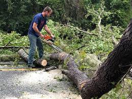 Best Tree Health Inspection  in Signal Hill, CA
