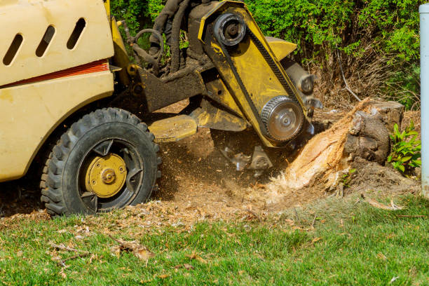  Signal Hill, CA Tree Services Pros
