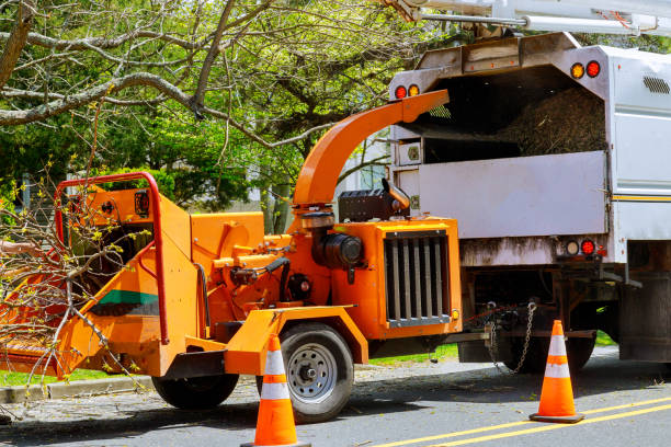 Best Aeration Services  in Signal Hill, CA