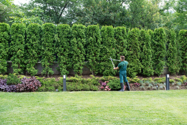 How Our Tree Care Process Works  in  Signal Hill, CA