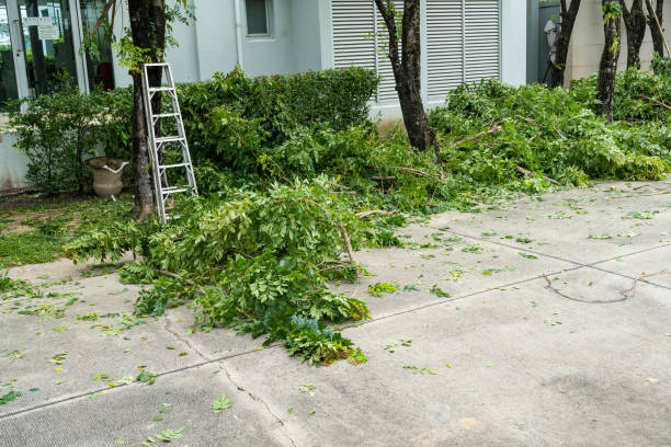 Signal Hill, CA Tree Services Company