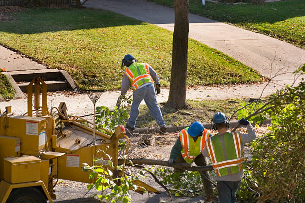 Best Tree Disease Treatment  in Signal Hill, CA