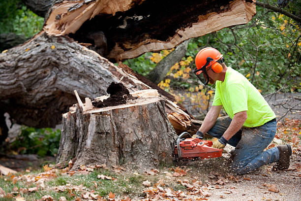 Best Tree Cabling and Bracing  in Signal Hill, CA
