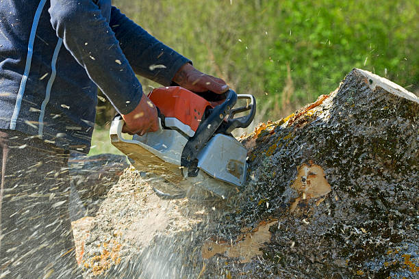 Best Tree Removal  in Signal Hill, CA
