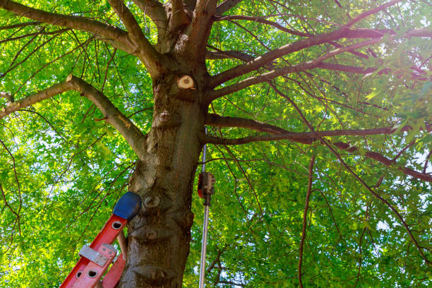 Best Emergency Tree Removal  in Signal Hill, CA